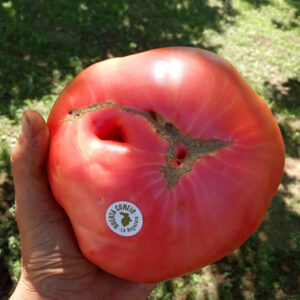 lanogalera_premium_tomate1